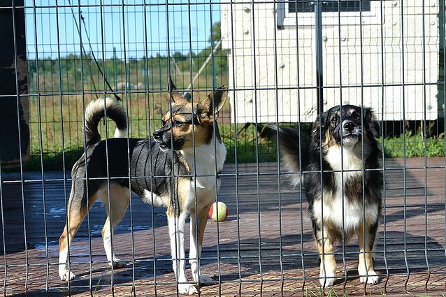 Savanorystė prieglaudose: kaip galima kurti gerovę Lietuvos gyvūnams?