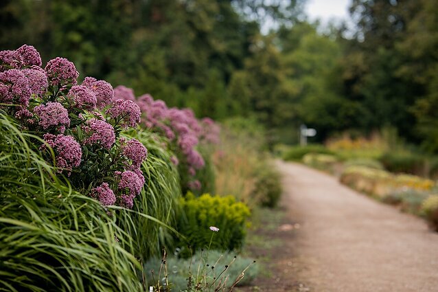 Erdves puošiantys žydinčių gėlių žiedai: kaip vyksta miesto gėlynų priežiūra?