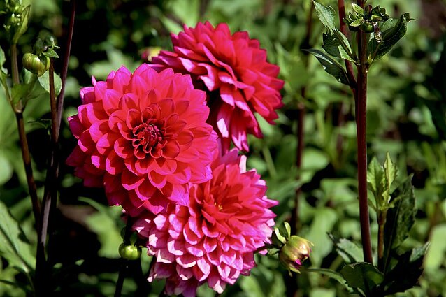 Jurginų jūroje aptiktas pomėgis: šių gėlių būna tiek pomponinių, tiek anemoninių ar net tuščiavidurių