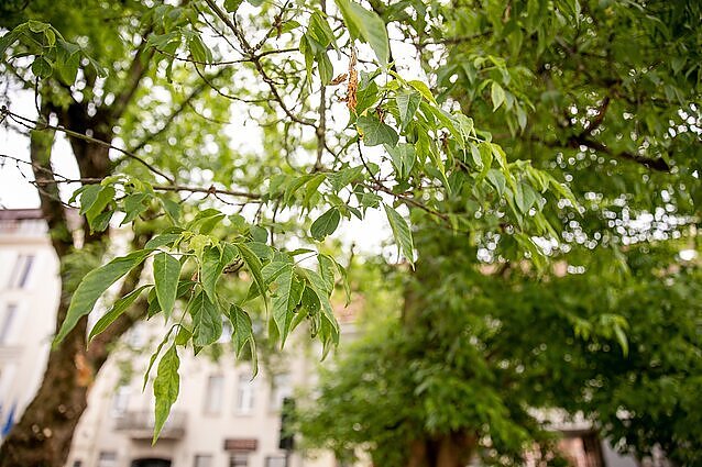 Karmėlavos gyventojai sunerimę: iškirtus šlaite augančias pušis, kils grėsmė jo stabilumui