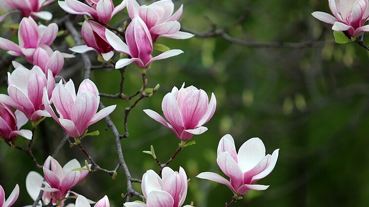 Magnolijos neįprastai pražydo rugsėjį: kaip joms seksis išgyventi vėstant orams?