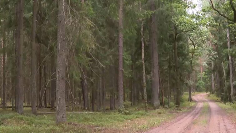 Punios šile – nauja pažintinė trasa: lankytojams žada atverti išskirtinius gamtos vaizdus