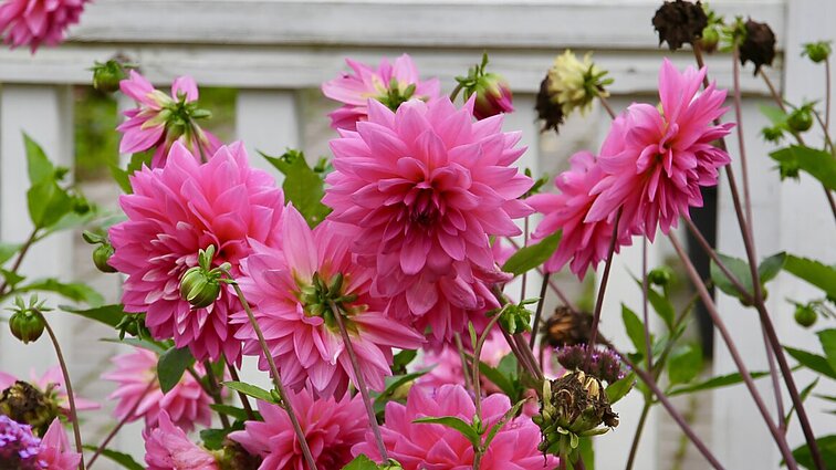 Žemaitijos kaime – jurginų laukai: Mažeikių rajone jau keliolika metų rengiama šių gėlių šventė