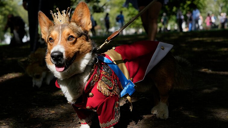 Žinios. „Tai buvo veislė, kurią ji mylėjo visą gyvenimą“: minint Elžbietos II mirties metines prie Bakingamo rūmų susirinko korgiai
