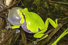 Veisiejų krašte