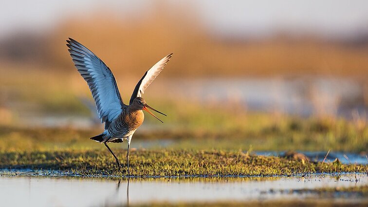 Knyga, kurią svajoja turėti kiekvienas paukščių stebėtojas: į lietuvių kalbą išverstas almanachas „Europos paukščiai“