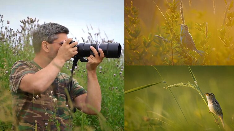 Gamtininko užrašai. Čepulis apie įgyvendintą svajonę nufotografuoti nykstančią meldinę nendrinukę: niekad taip arti šio paukščio nesu buvęs