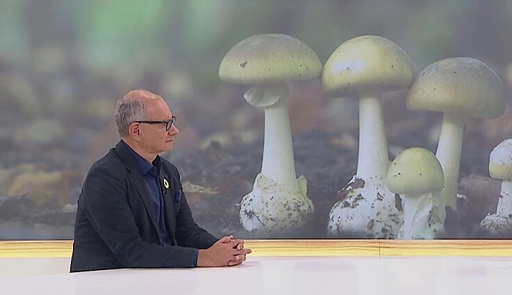 Gamtininkas A. Kulbis pasakoja apie žalsvųjų musmirių poveikį žmogui