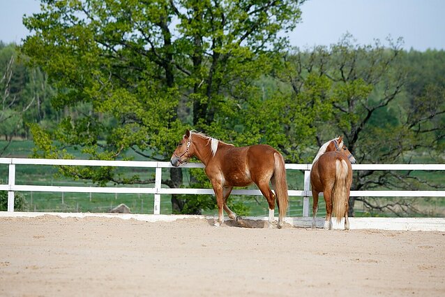 Ištvermingi žirgai ir žymioji žemaitukų veislė: Belmonte – „Žirgų dienos“, kur gyvūnus galės apžiūrėti kiekvienas