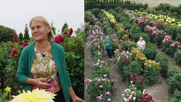 Tumagalio kaime Ryta svajojo gyventi nuo jaunystės: jos kieme augantys išskirtinio grožio jurginai sutraukia žmones iš visos Lietuvos