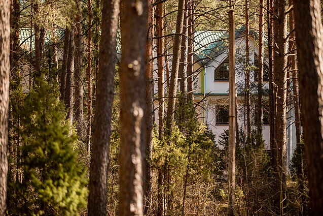 Žinios. Dėl pušis apėmusio kenkėjo stichinė nelaimė jau paskelbta Joniškio, Panevėžio ir Ignalinos rajonuose