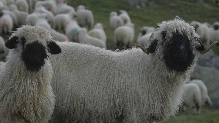 Neramios naktys ganantiems gyvūnus Alpėse: ūkininkai baiminasi tykančių vilkų išpuolių