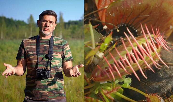 Gamtininko užrašai. Į augalų plėšrūnų medžioklę išsiruošęs Čepulis: viskas kaip ir siaubo filmuose, bet tik vabzdžiams