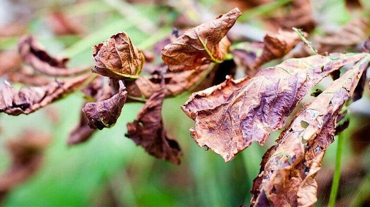 Augalų nepražudo, bet išvaizda subjursta: gamtininkas pataria, kaip kovoti su lapus kamuojančia miltlige