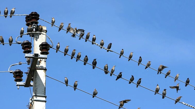 Dviračio žinios. Naktinio grybavimo ypatumai, pajūrio vagys-džentelmenai bei elektros tiekėjų lyga