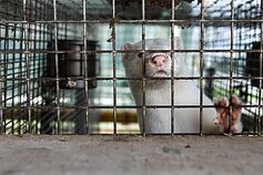 Kailiniai žvėreliai 