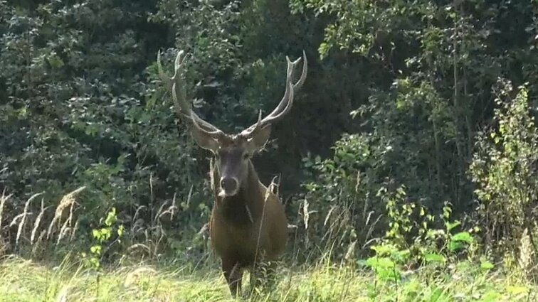 Miškai jau aidi nuo elnių riaumojimo: jų vestuvės – turbūt pats didingiausias laikotarpis gamtoje