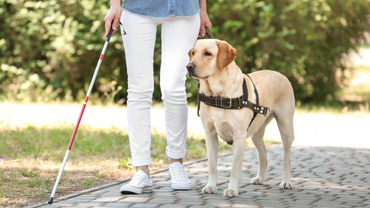 Šuns kaina – 30 tūkst. eurų: neregiai skundžiasi, kad subsidijų šunims pagalbininkams kol kas nežadama