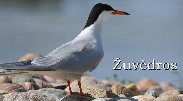 Pradėk nuo savęs. Apie paslaptingųjų žuvėdrų gyvenimo būdą papasakojęs ornitologas: sąvartyne jų niekada nepamatysi