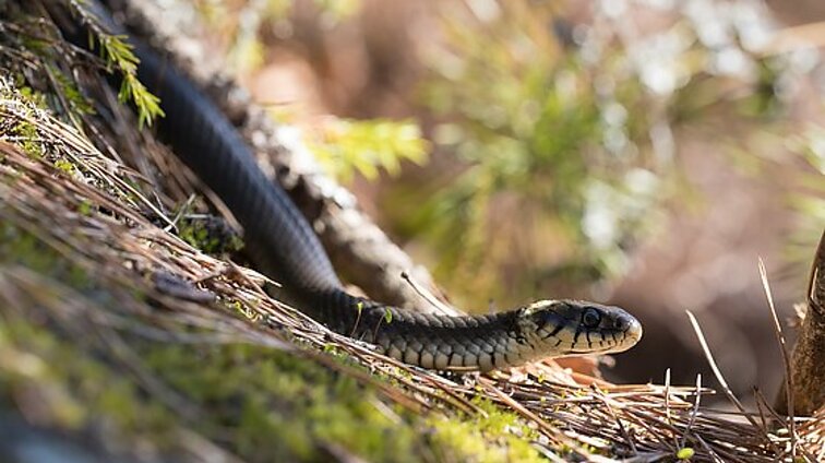 Herpetologas ragina būti atidžiais prie automobilio vairo: vyksta masyvi migracija – gyvatės ieško žiemojimo vietų