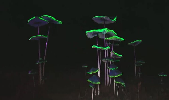 Mistinis milžiniškų „Grybų parkas“ Mistinis milžiniškų „Grybų parkas“