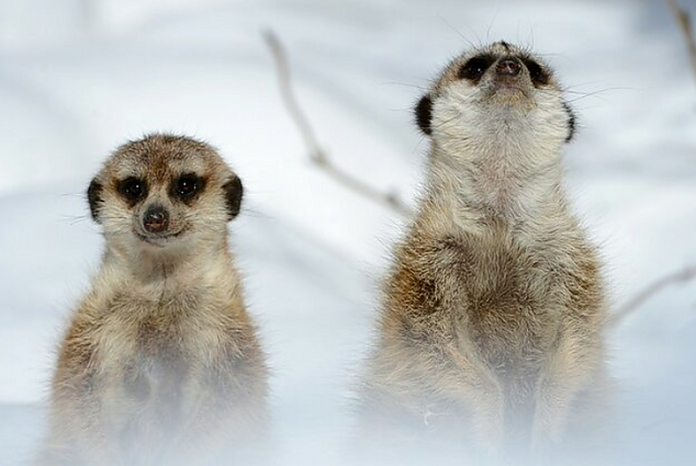 Ryto klausimas. Koks vienas svarbus elementas nėra būtinas surikatoms, kad jos išgyventų?