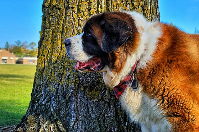 Šveicarijos simbolis – senbernarai: nors legenda apie žmones gelbėjusius šunis dar gyva, naujai šuniukų kartai kuriami kiti vaidmenys