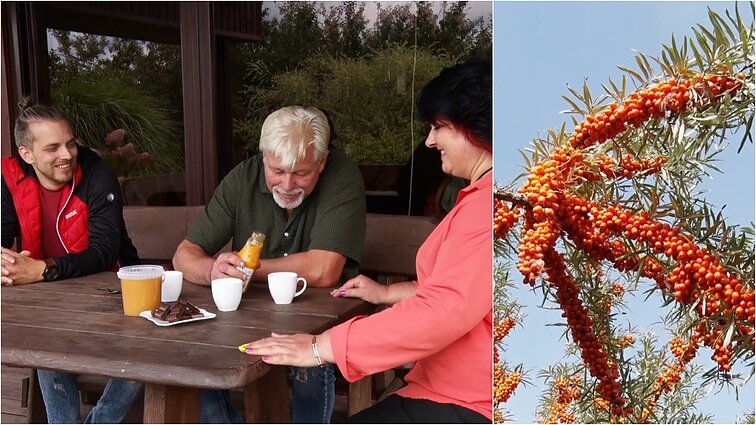 Šaltalankius auginanti ir iš jų arbatą gaminanti Servų šeima: jų priežiūra – itin paprasta