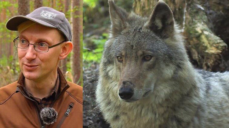 Pradėk nuo savęs. Karštais vilkų pėdsakais vaikštantis gamtininkas: į žmogų jie nežiūri kaip į maistą