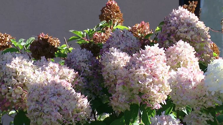 Tinklaraštininkės patarimai, kaip išsaugoti gėlynų grožį ir rudenį: tikslas – matyti ir džiaugtis jais visais metų laikais