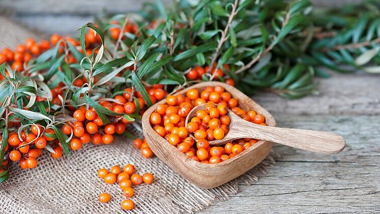 „Tai tikra vitaminų bomba“: gamtininkas įvardijo, kokiose vietose šaltalankių rinkti nederėtų