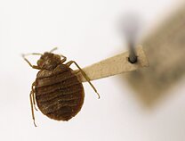 Patalinė blakė Patalinė blakė