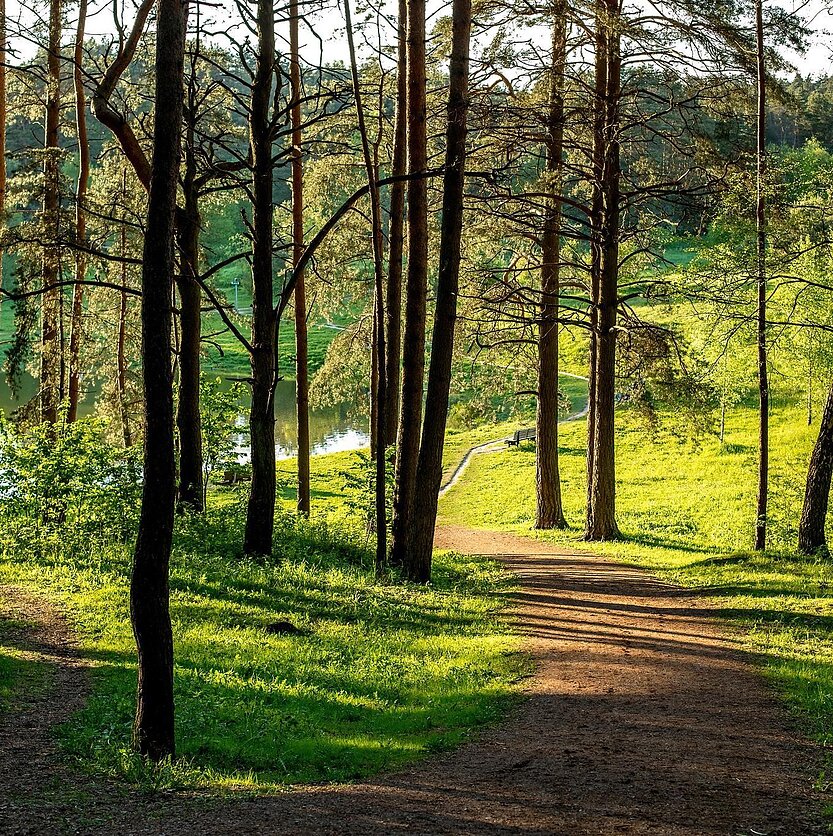 Renginio organizatoriai, Šeškinės Ozas
