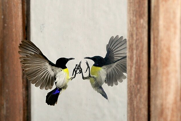 Miesto antropologai ir ornitologai teigia, kad vis daugiau paukščių žūsta atsitrenkę į netinkamai suprojektuotų pastatų langus