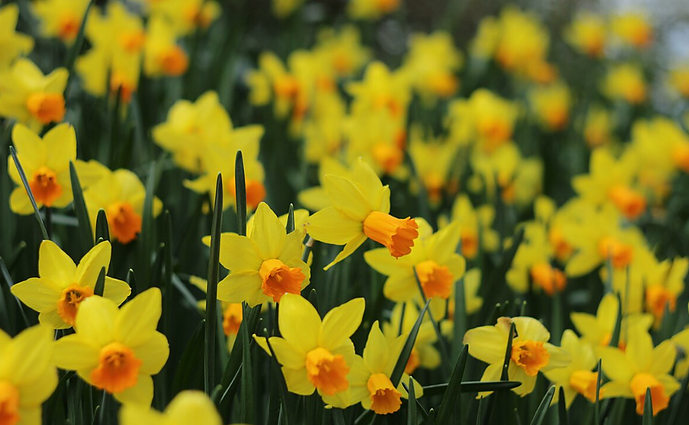 Pomėgis tapo pragyvenimo šaltiniu: šeima grįžo į gimtąjį Širvintų rajoną, kur šiandien augina gėles