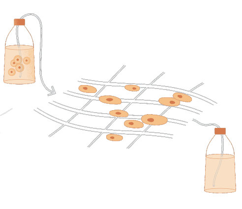 Ląstelių karkasas