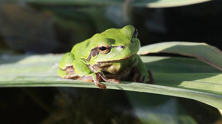 Pradėk nuo savęs. Veisiejų regioninio parko paslaptys: pažintis su raudonosios knygos atstovais