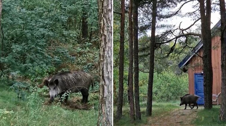 Juodkrantiškiams ramybės neduoda šernai: po nakties randa išknistas pakeles, pievas
