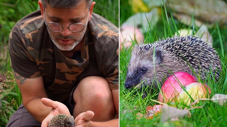 Gamtininko užrašai. Ežius gaubiančius pasakų įvaizdžius prasklaidęs Čepulis: obuolių ant nugaros nenešioja