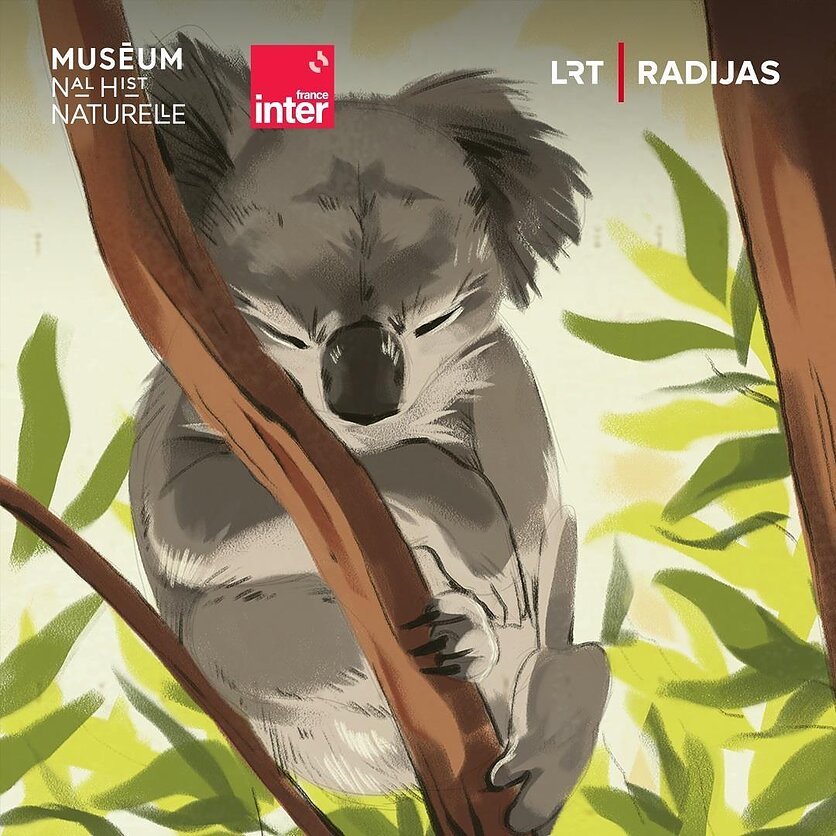 LRT vizualizacija, Koala