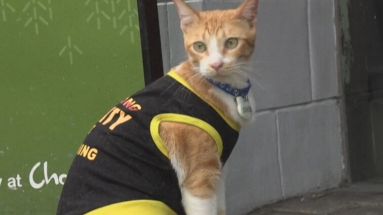 Nuo beglobio iki pareigūno: vos pusės metų katinas Konanas yra Manilos komercinio centro apsaugos komandos narys