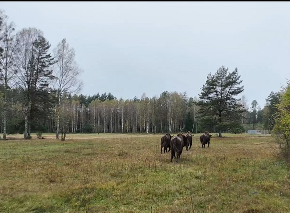 Bison in Lithuania
