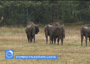 Bison in Lithuania
