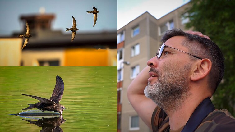 Gamtininko užrašai. Čepulis apie „dangui sukurtus“ čiurlius: kai išgirstu jų čirpimą, man prasideda vasara