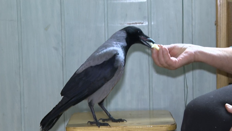 Panevėžietė prisijaukino varną: paukštis pats atskrido pas moterį, kuri tąkart jį palesino