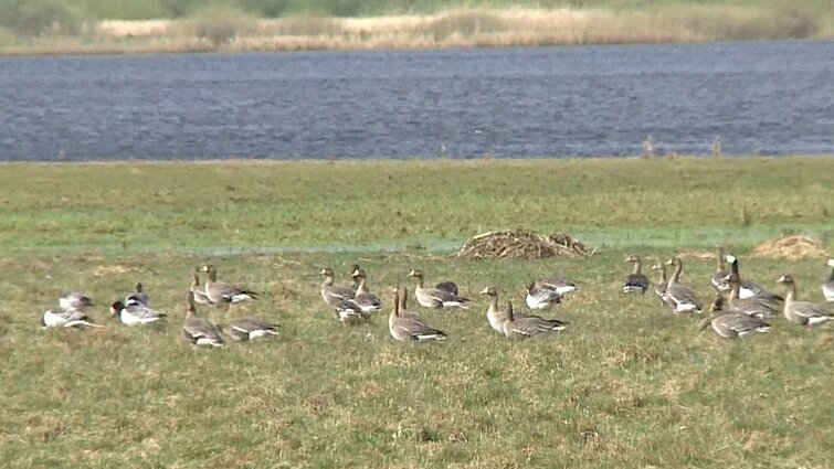 Ūkininkai šaukiasi pagalbos: žąsys nulesa pasėlius, derlius mąžta dešimtadaliu