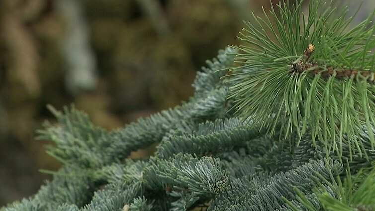 Parodė, kaip pasigaminti tvarią augalų kompoziciją Vėlinėms: prireiks vos kelių priemonių