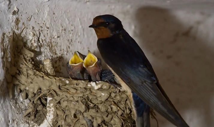 Pradėk nuo savęs. Vieni nekenčia, o kiti garbina: kaip atskirti dangaus skrajūnus kregždes ir čiurlius?
