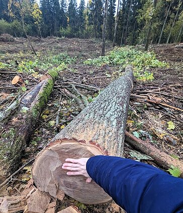 Verkių regioniniame parke iškirstas miškas Verkių regioniniame parke iškirstas miškas