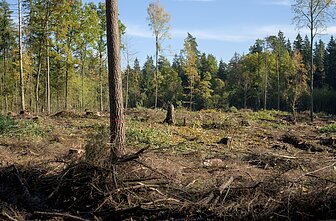 Verkių regioniniame parke iškirstas miškas Verkių regioniniame parke iškirstas miškas